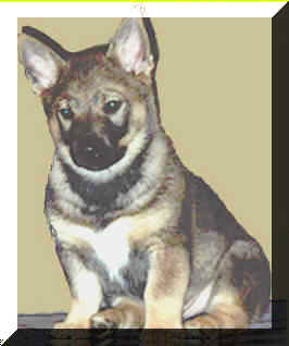 Talipup.jpg (7684 bytes)