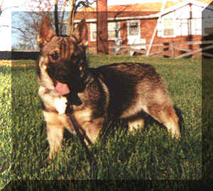 rufus.JPG (60165 bytes)