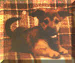 snappypup.jpg (4009 bytes)