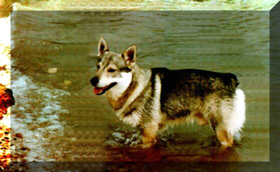 wolfie.jpg (224815 bytes)